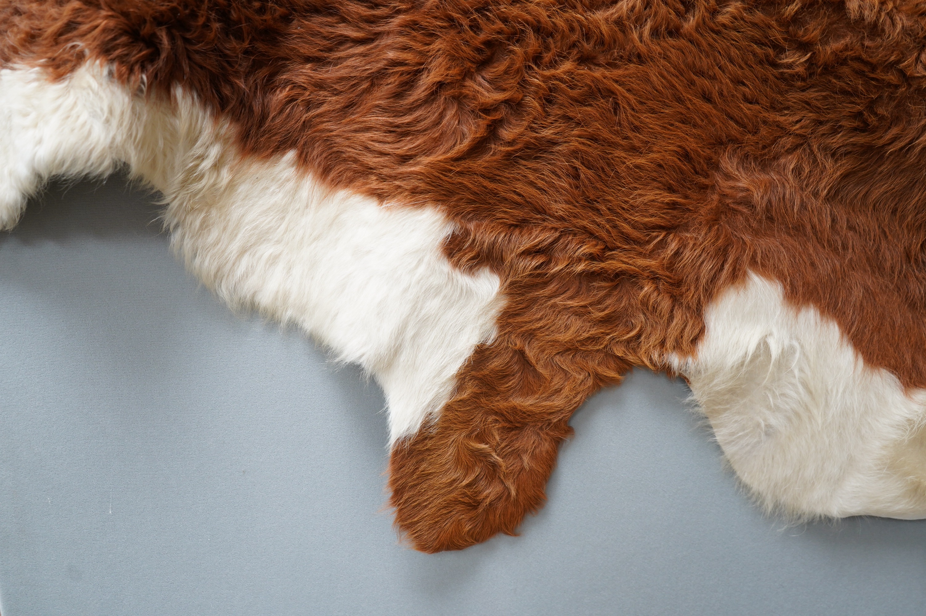 A cowhide rug, 190cm wide, 230cm long. Condition - fair